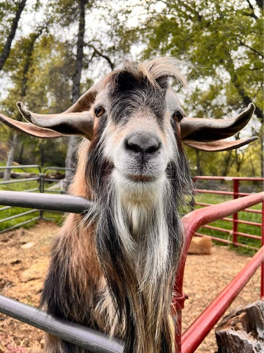 Goat standing on fence