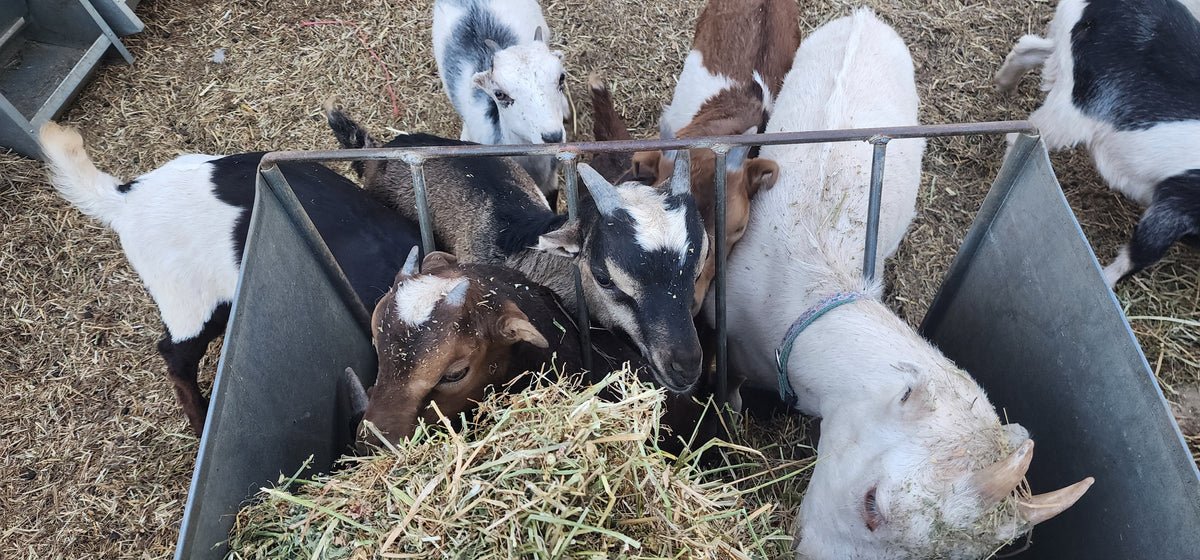 Goats gathered around a metal feeder filled with hay in a barn setting.