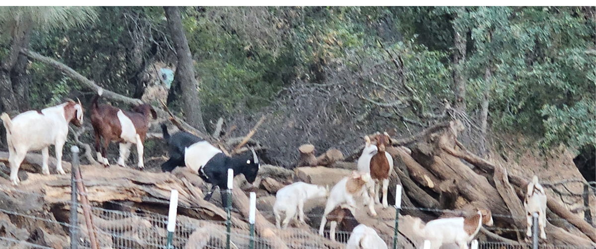 herd of goats on a pile of tree trunks